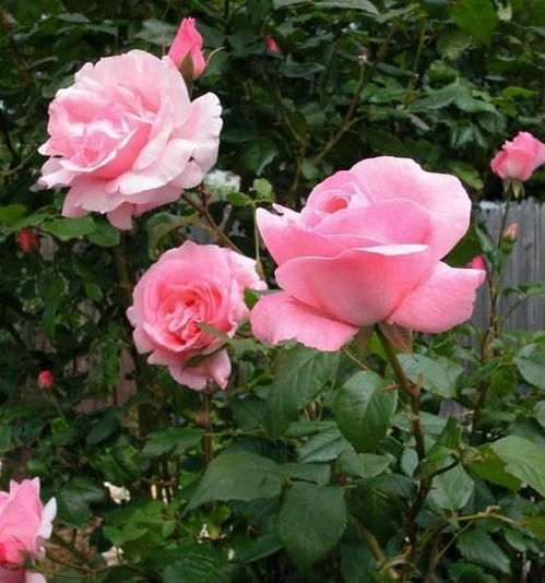 花园里的色彩斑斓：三种月季女王来袭