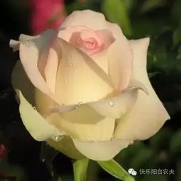 病虫害防治和施肥原则