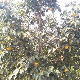 罗田甜柿：自然脱涩， 直接吃