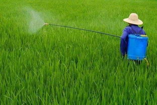 蜗牛：防治蜗牛的危害