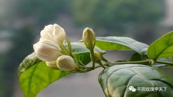 绿萝花：药食同源