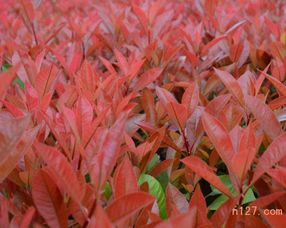 防治炭疽病的小技巧