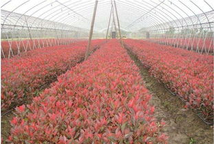 东北苗木花卉合作社的魅力探寻