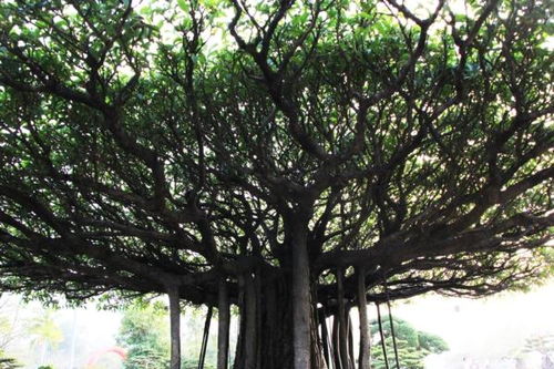 香樟树的价值：不仅仅是数字