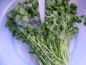 夏季播种，小草的热情夏天