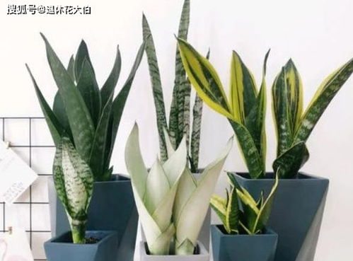 土壤也要讲究，不Neng马虎！