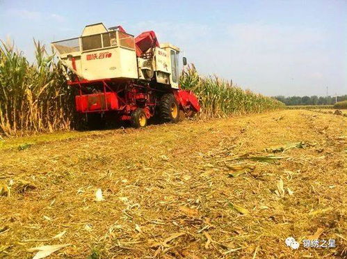 多样化种植：经济效益新选择