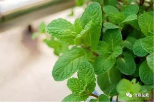 薄荷室内养殖指南：薄荷这样养