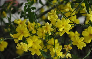 立春花卉推荐：迎春花，春意盎然！