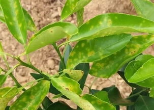 3. 氯氰菊酯类农药