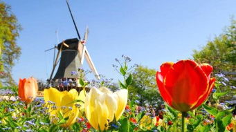 荷兰郁金香的故事与意义
