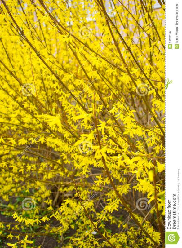 连翘——那独特的棕褐色圆柱形枝条