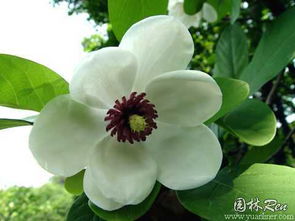 玉兰花：纯洁的爱