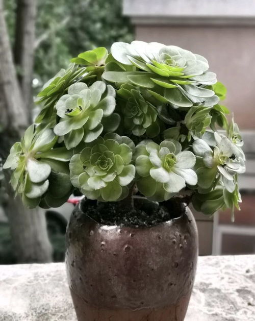 腐烂的叶子，怎么处理？