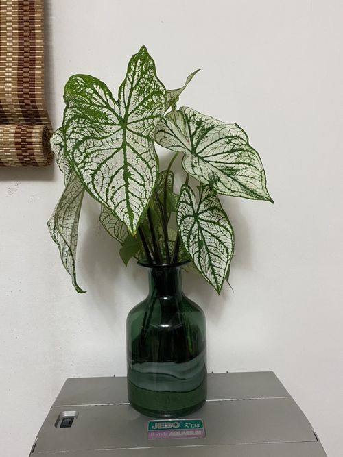 水培植物如何科学管理？如何避免植物生长不良