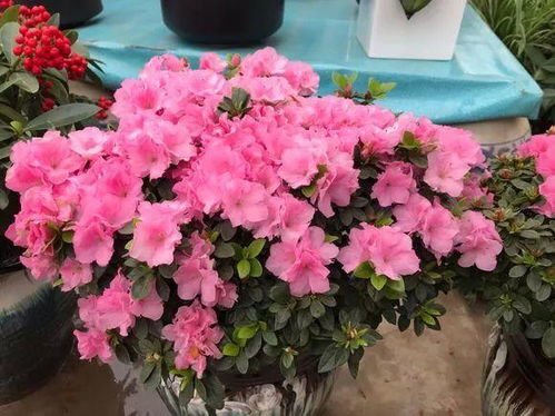 换盆工具，你得准备好