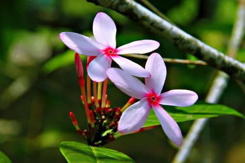 红花蕊木修剪宜在春季萌芽前，疏剪病弱枝