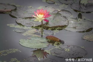 睡莲，唤醒沉睡的灵魂