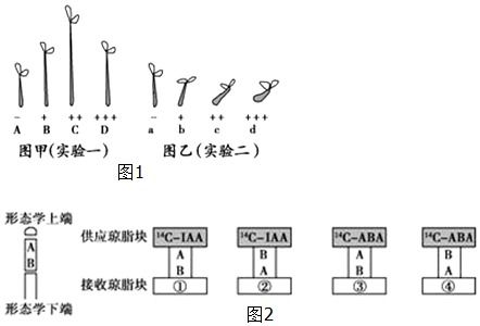 促进细胞分裂与伸长
