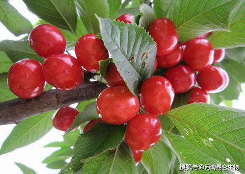 樱桃种植要颜色好，需关注土壤、水分、光照和修剪