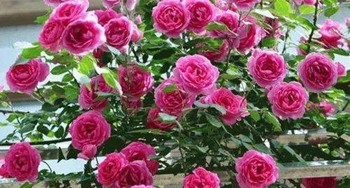 光照， 月季的阳光伙伴