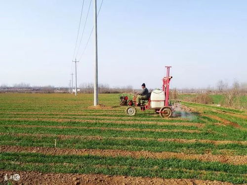 虎贲除草剂：小麦田的绿色守护者