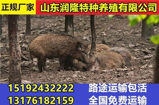 特种野猪生活习性独特，繁育需科学饲料搭配