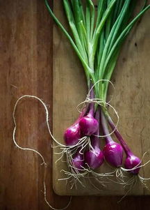 浇水频繁或施肥过量