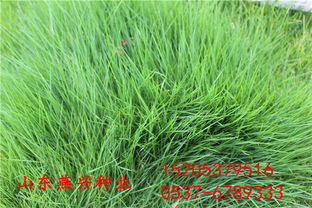 种子撒下等待何时