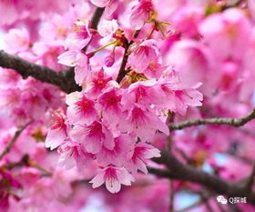 美女樱花：花瓣漂亮， 花期长