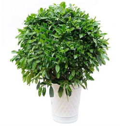 富贵竹迎春花滴水观音(图)吊兰的栽培与繁殖(图)蟹爪兰九里香栽培(图)无土栽培花卉营养液配方金心吊兰的栽培(图)非洲茉莉的栽培管理(图)虎尾兰(...