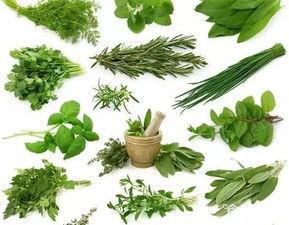 耐寒耐旱的牧草品种