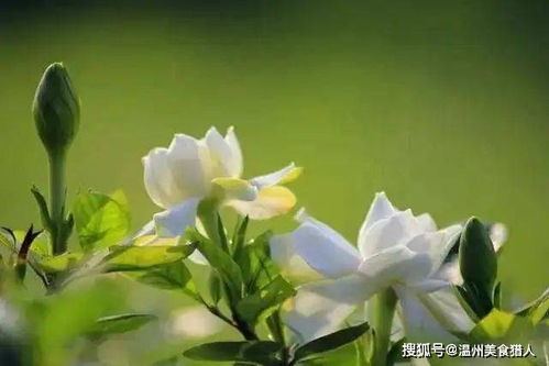 栀子花开了又落，燕子去了又来