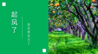 不用除草剂，鼠茅草怎么Zuo到的？