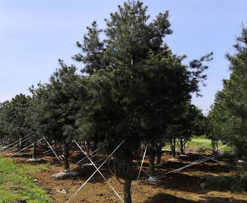 白皮松的独特魅力