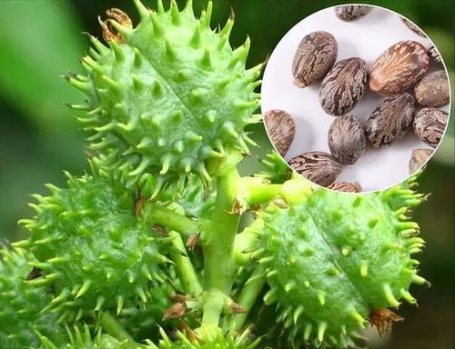 车前子入药，你真的了解它的功效吗