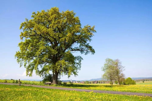 武汉地区橡树种植指南：耐涝品种大揭秘