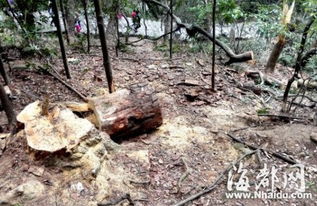 选择合适的杀虫剂