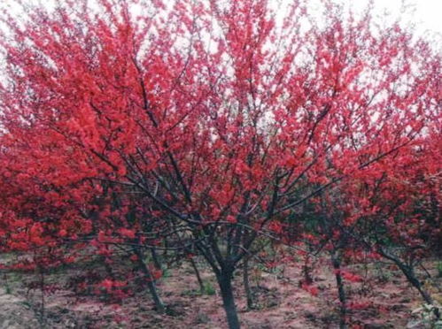 公园秋季色彩展现：彩叶树种推荐