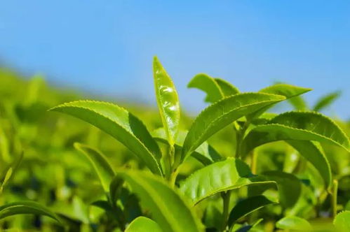 叶茂香茶叶价格一览：宜兴阳羡茶叶一公斤多少钱？
