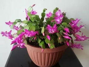 北方室内花卉种植