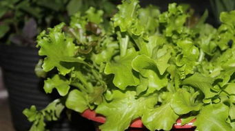 冬天阳光不足， 蔬菜种植小指南