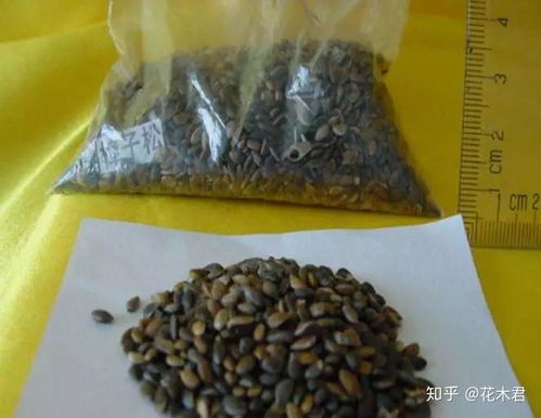 草芽催芽大揭秘