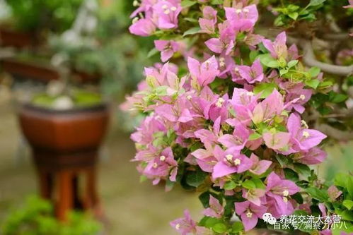 坑三：花卉市场报价不透明