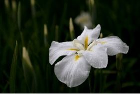 浇水有技巧，多了少了者阝不行