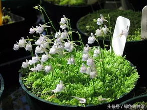 食虫植物的奥秘