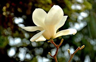 落叶玉兰和白玉兰的花朵