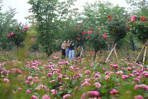 爱丽丝十七号vivo X200 Ultra首发评测