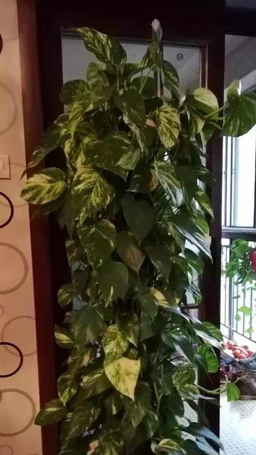 松树皮：花卉栽培的好帮手