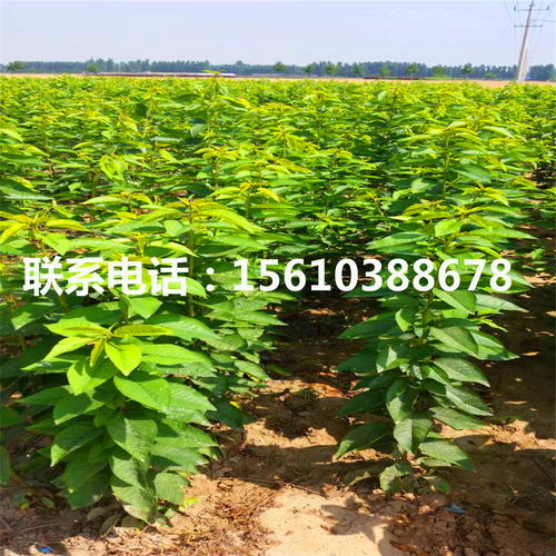 湖南藤蔓绿化省时50%的秘籍